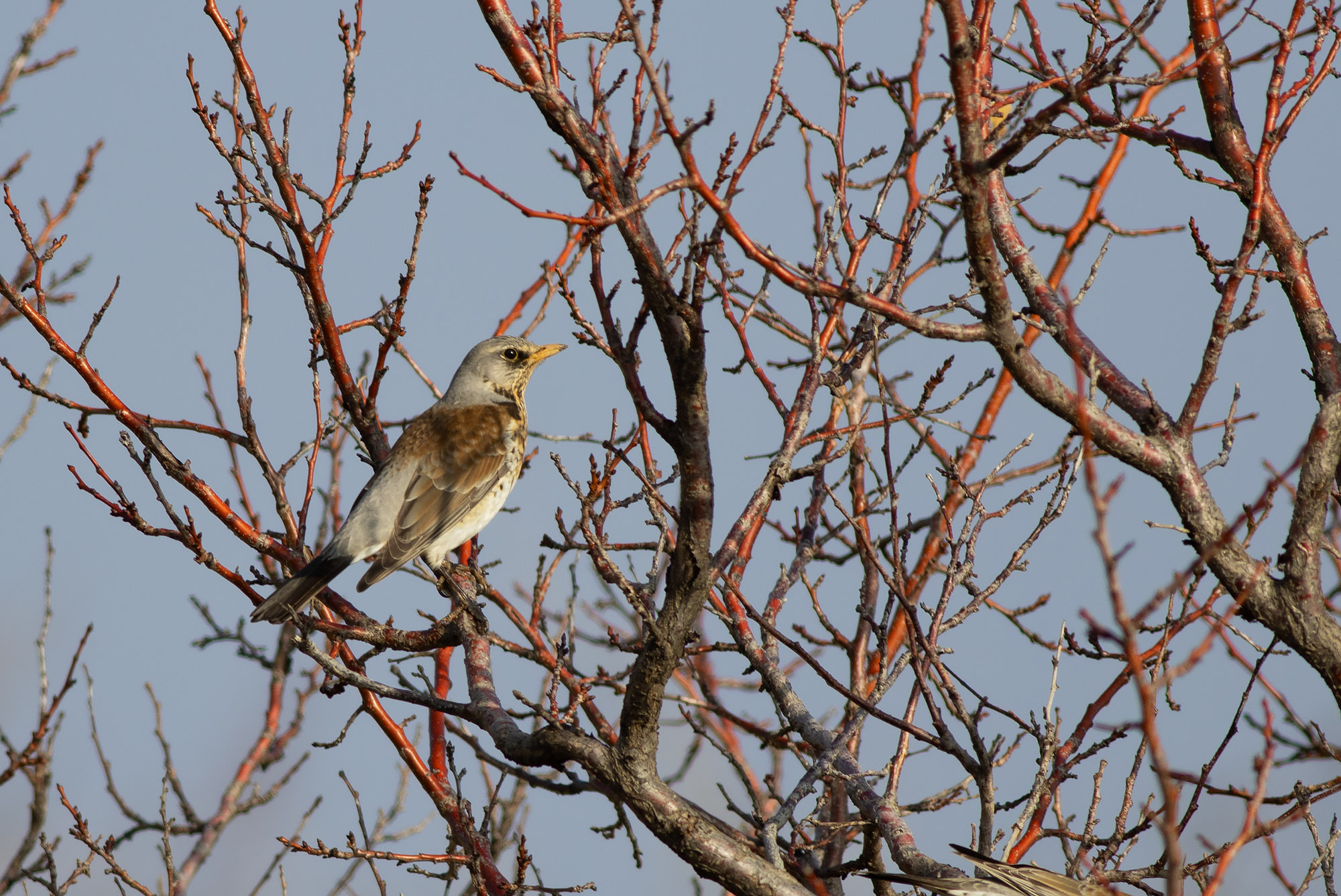 Fieldfare